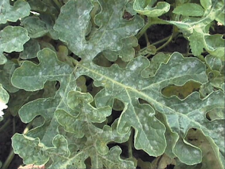 Pepene verde: imagine de referinta asociata cu Făinare la pepene verde: simptome, risc și management integrat. Imagine pentru Fainare La Pepene Verde: Powderymildewwatermelon