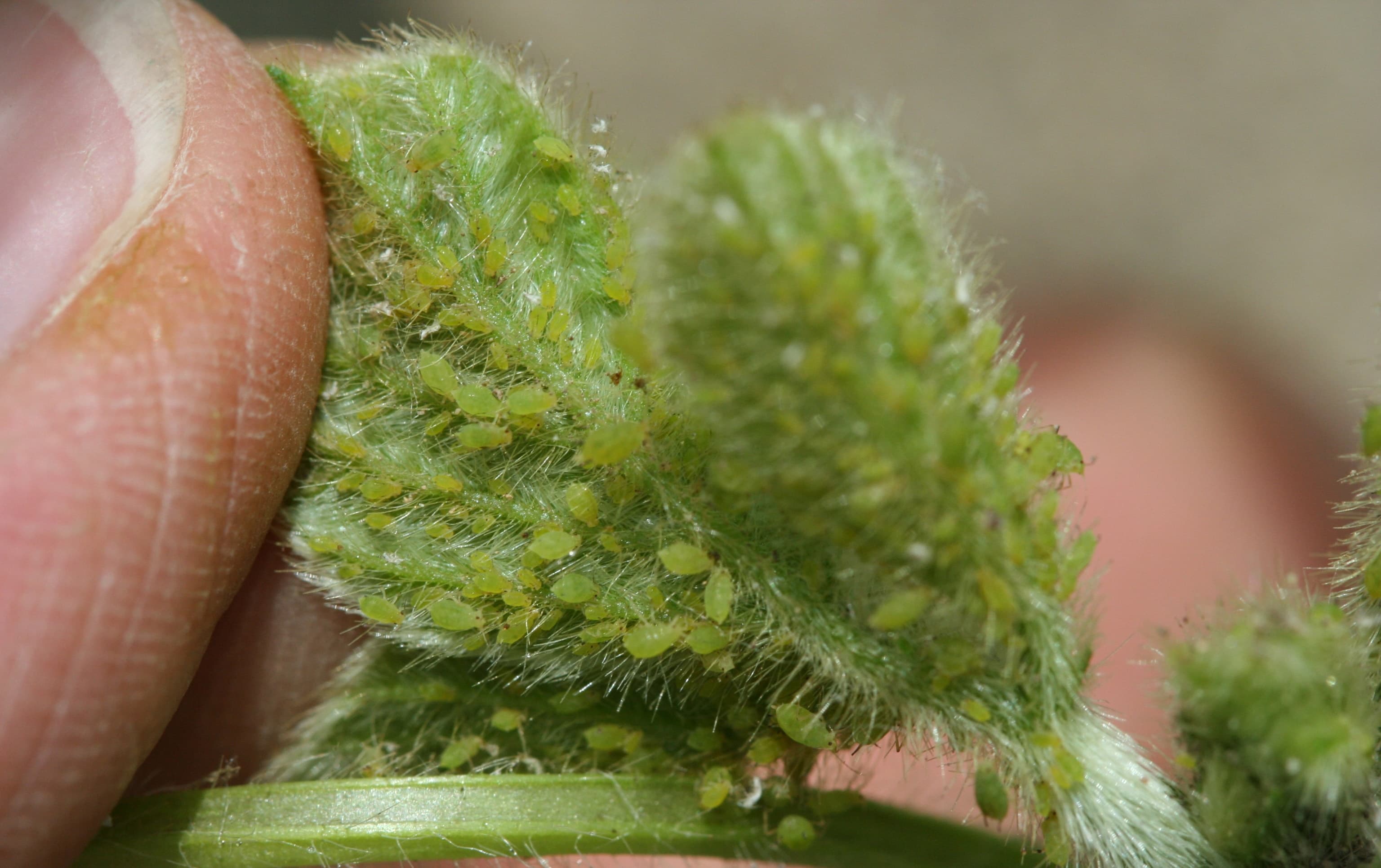 Soia edamame: imagine de referinta asociata cu Afide la soia edamame: protectia pastailor verzi si monitorizare stricta. Afide la soia edamame: Aphis glycines on soybean