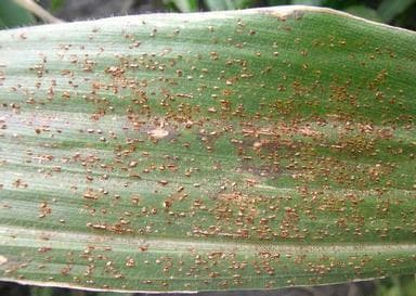 Imagine cu simptome de rugin? comun? a porumbului produse de Puccinia sorghi pentru ghidul AgroDex