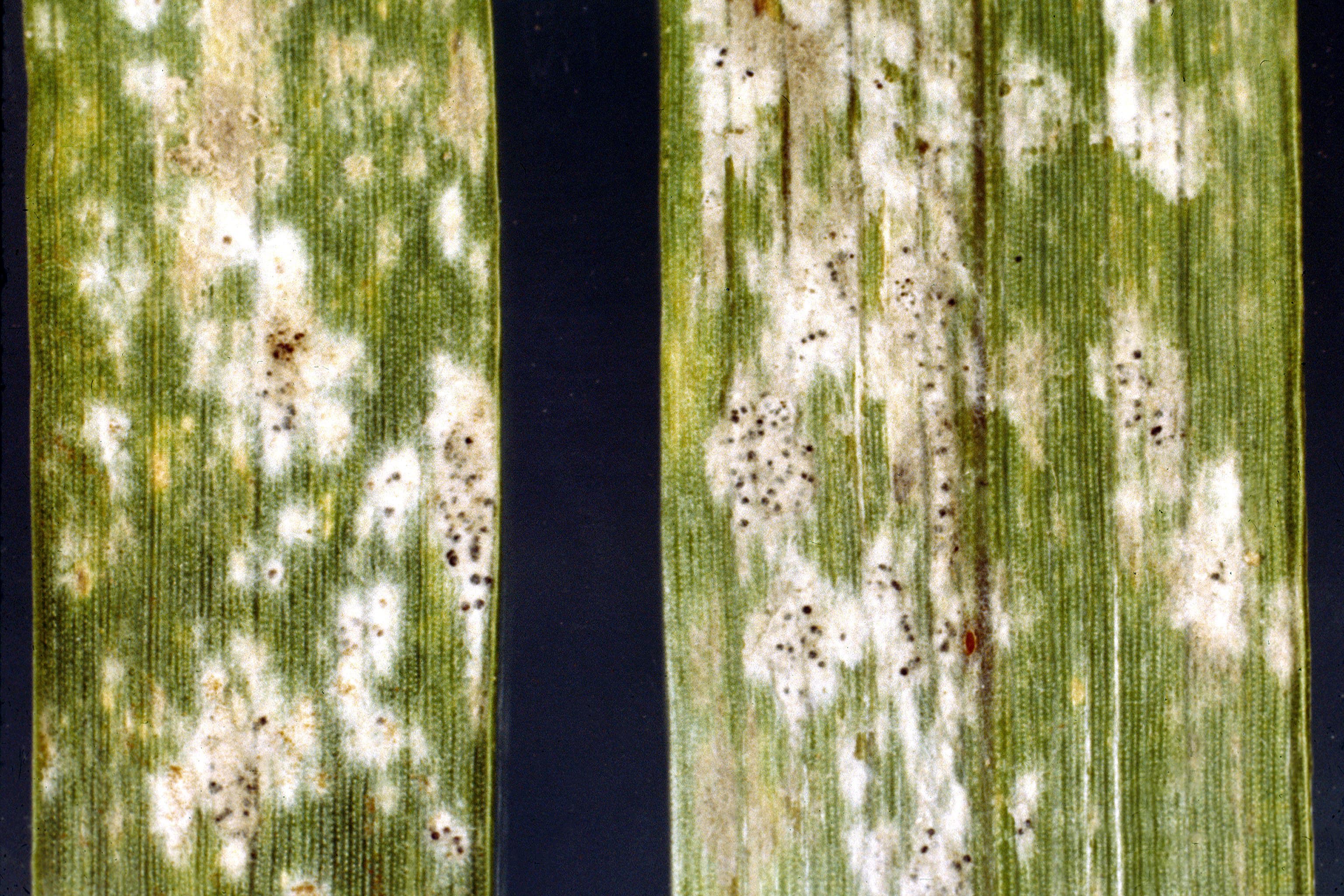 Fainare la orzoaica: Blumeria graminis powdery mildew lesions on barley or grass leaves.