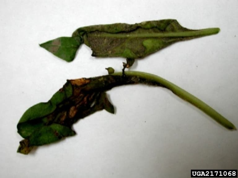 Sfeclă furajeră: imagine de referinta asociata cu Mană la sfeclă furajeră. Mana la sfecla furajera: Peronospora farinosa f.sp. betae symptoms on beet leaves.