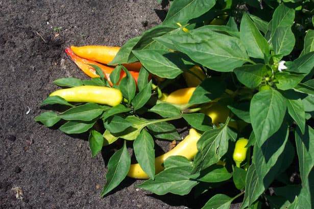 Imagine cu plantă de ardei cu fructe pentru ghidul AgroDex despre cultura ardeiului