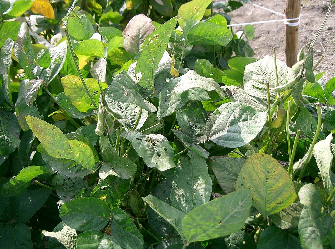 Imagine cu plant? de soia Glycine max pentru ghidul AgroDex despre cultura soiei