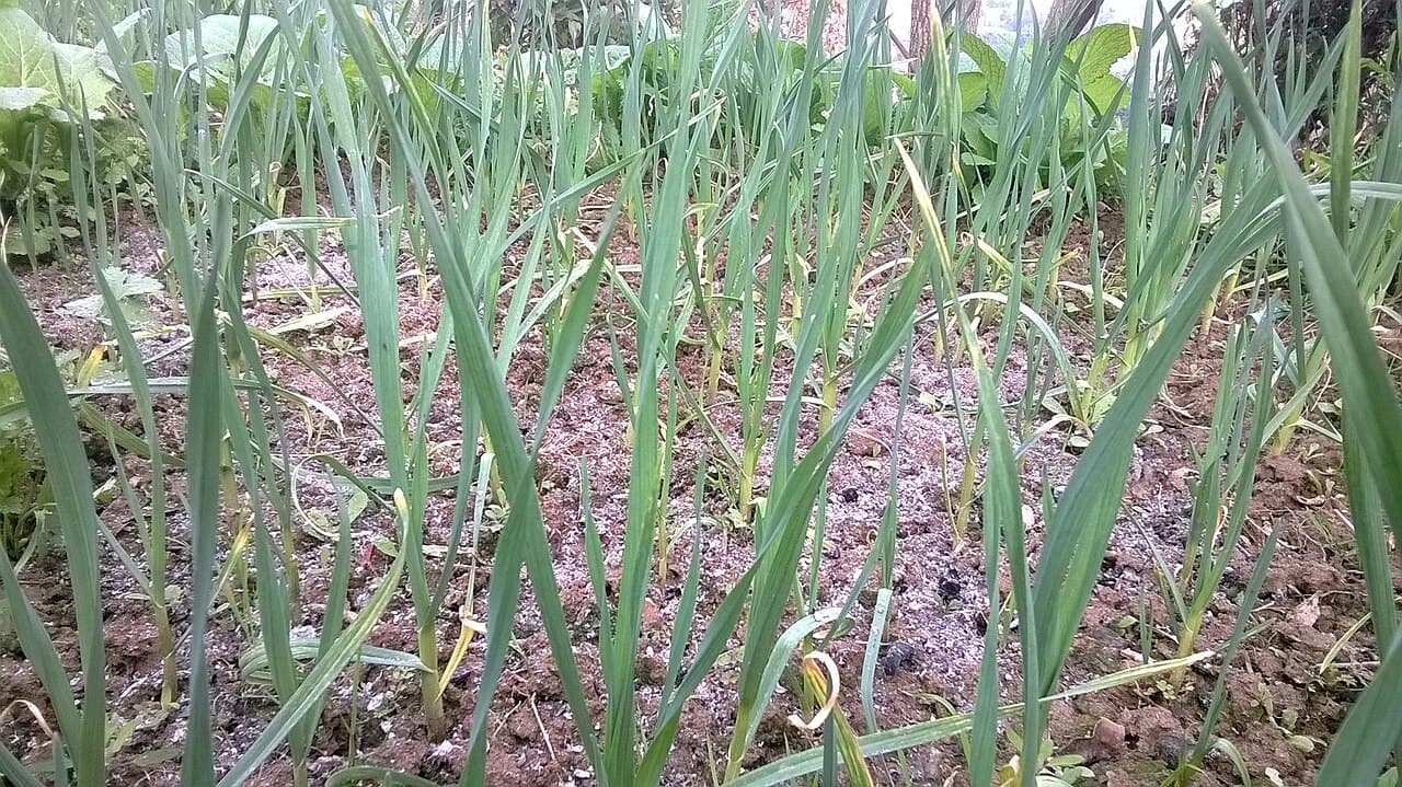 Imagine cu c?mp de usturoi pentru ghidul AgroDex despre cultura usturoiului