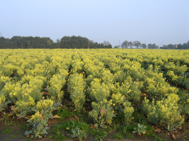 Imagine pentru Conopidă: A blown cauliflower crop off Browntoft Lane, Donington, Lincs - geograph.org.uk - 260227