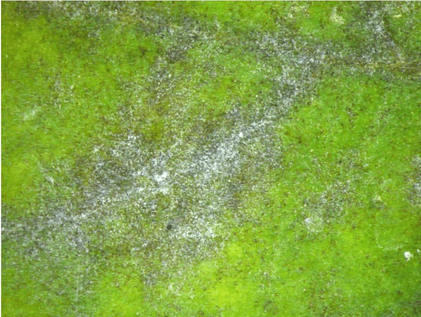 Fainare la vinete: Leveillula taurica on aubergine leaf