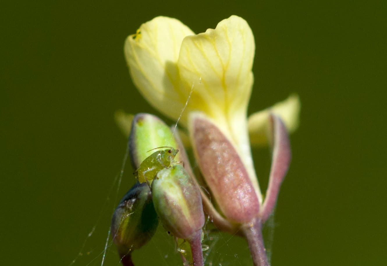 Imagine pentru Afide La Rucola: Lipaphis erysimi - Mustard aphid - Hardal biti 01