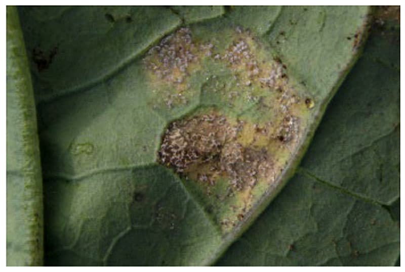 Mana guliei: downy mildew on broccoli leaf (Brassica oleracea var. italica)