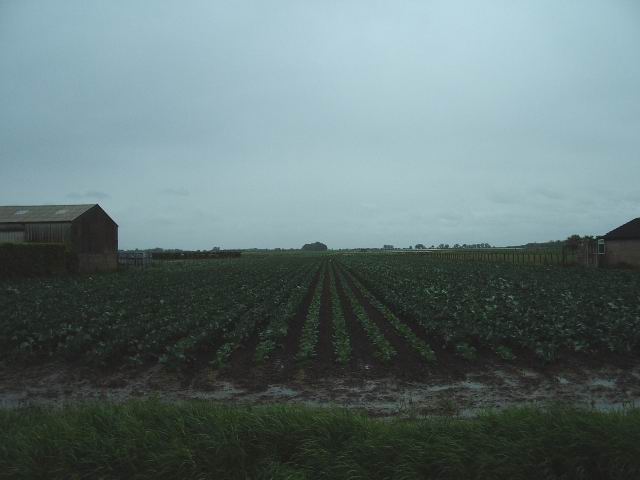 Imagine pentru Conopidă: Young Cauliflowers - geograph.org.uk - 173574