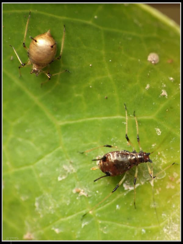 Imagine pentru Afide La Vita De Vie: Aphis illinoisensis - ×›× ×™×ž×ª עלה הגפן (3742024030)