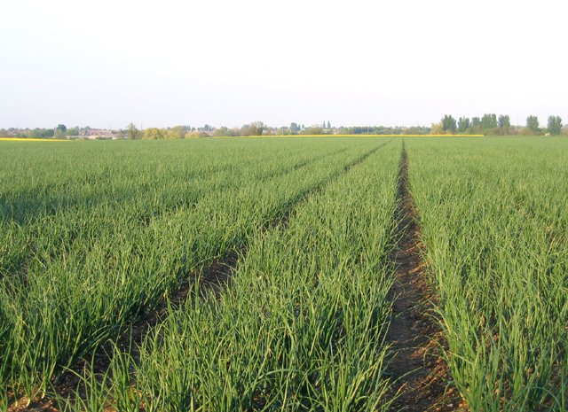 Imagine cu parcelă de ceapă pentru ghidul AgroDex despre cultura cepei