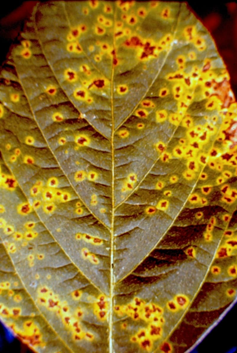 Imagine pentru Pătarea bacteriană: Soybean Bacterial leaf spot (Pathogen Pseudomonas syringae pv. glycinea) (12074577444)
