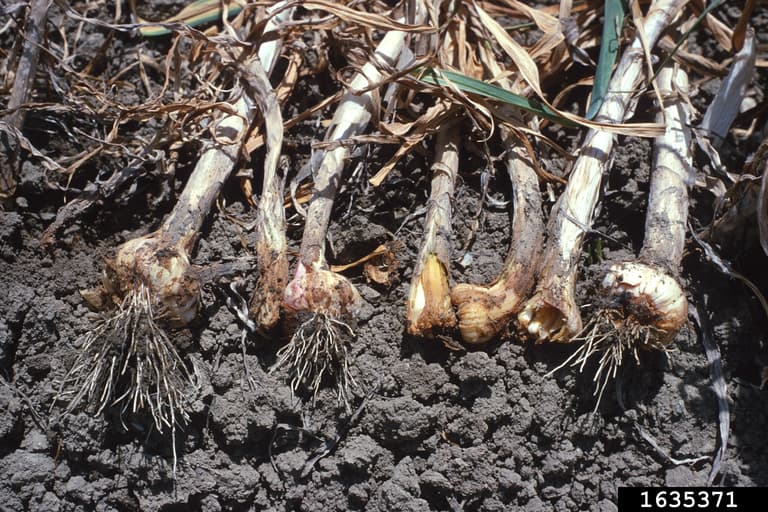 Nematodul usturoiului: Ditylenchus dipsaci at Allium sativum