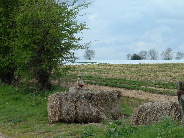 Imagine pentru Căpșun: Strawberry fields. - geograph.org.uk - 162166