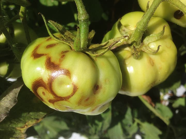 Imagine pentru Mozaicul tomatelor: Young tomato fruit infected by tomato chlorotic spot virus