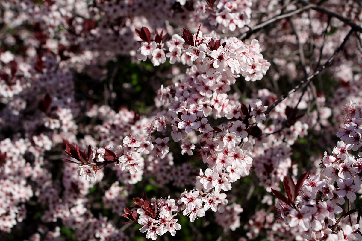 Imagine pentru Prun: Flowers-plum-tree - West Virginia - ForestWander