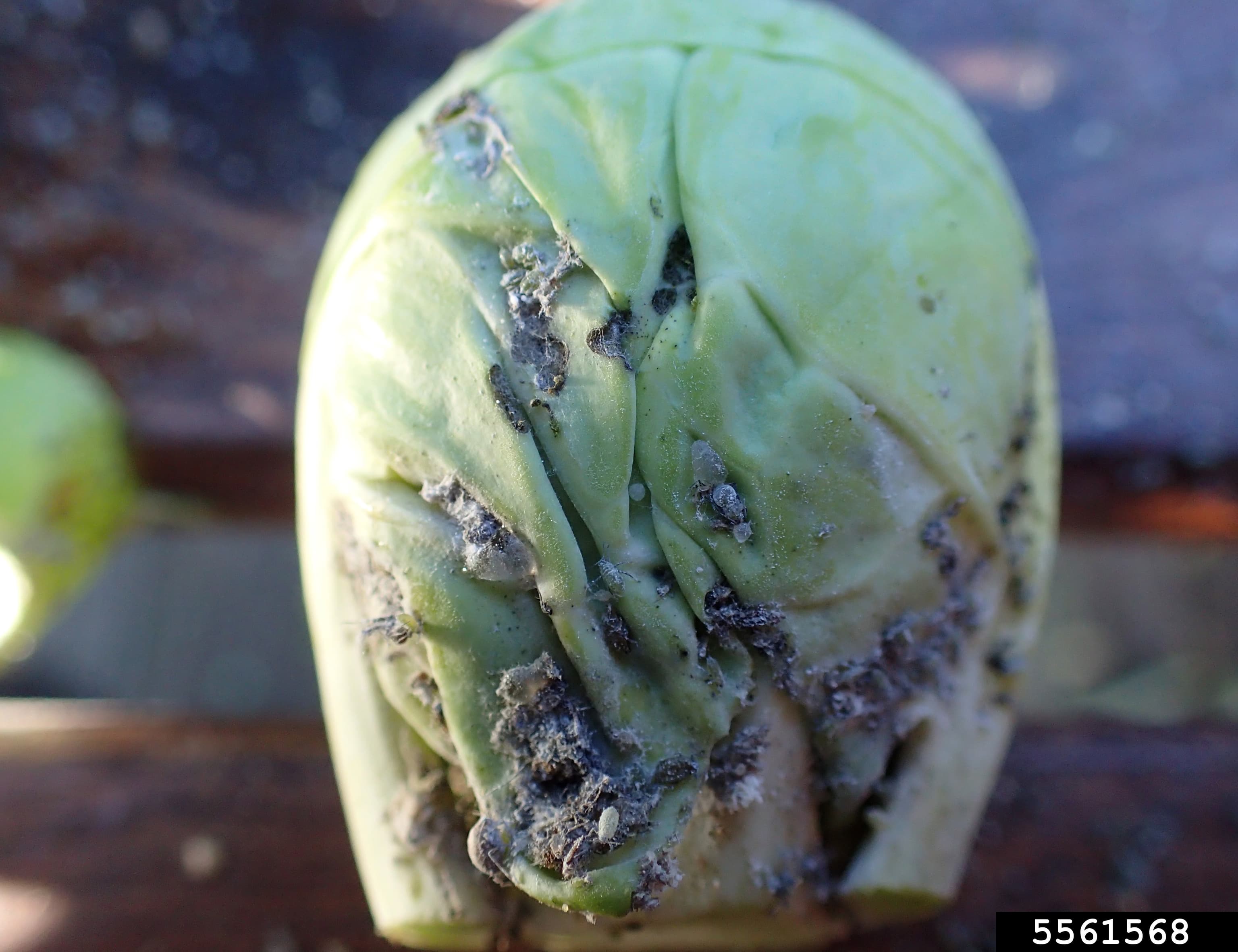 Paduchele cenusiu al verzei: Brevicoryne brassicae