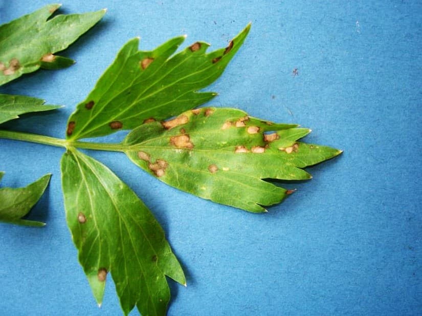 Patarea bruna a frunzelor: Passalora puncta leaf spots on parsley