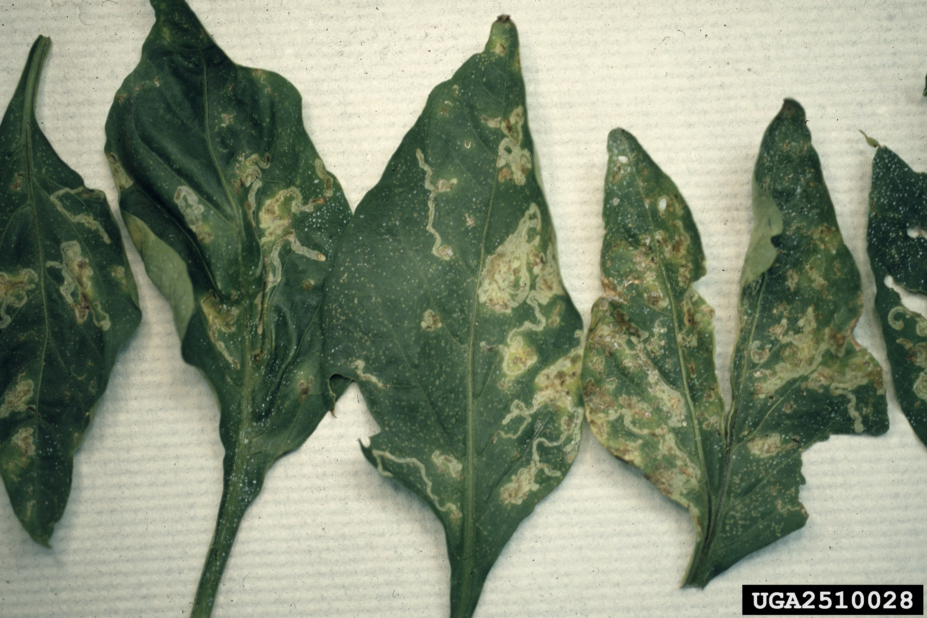 Musculita miniera: Liriomyza leafminer fly