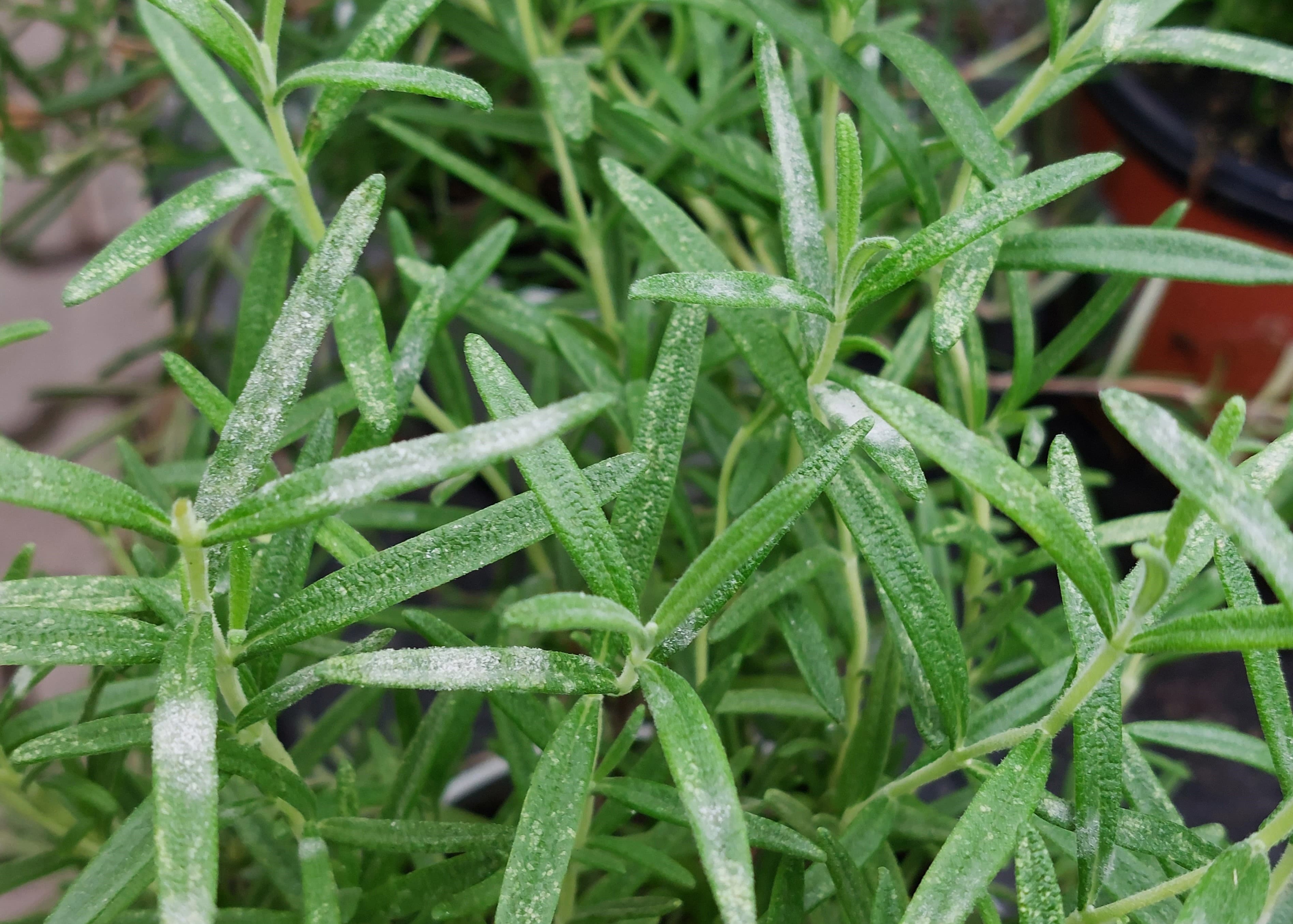 Rosemary leaves with white powdery mildew caused by Golovinomyces biocellatus