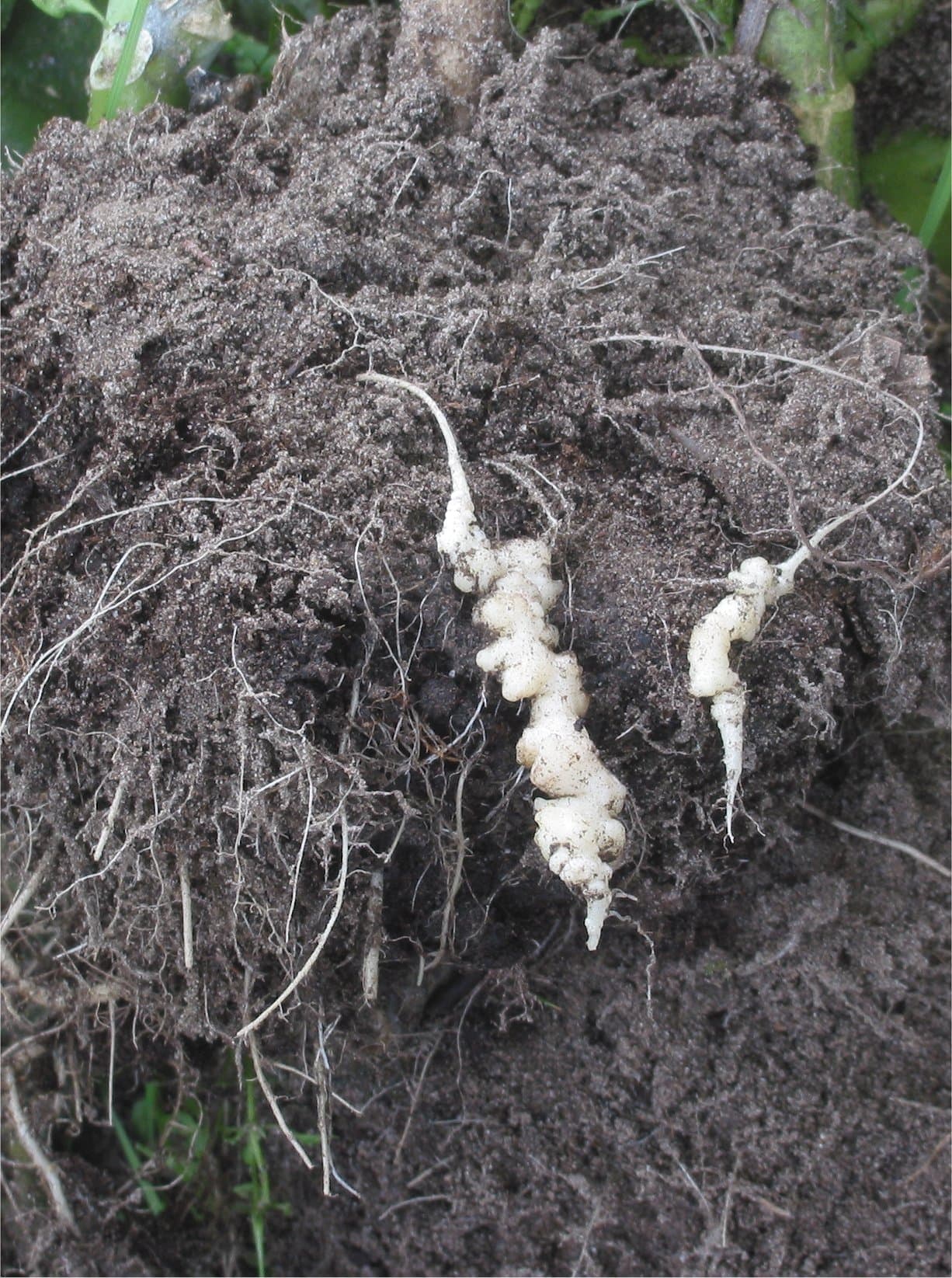 Imagine pentru Hernia Radacinilor La Crucifere: Knolvoet bij bloemkool (Plasmodiophora brassicae on cauliflower)
