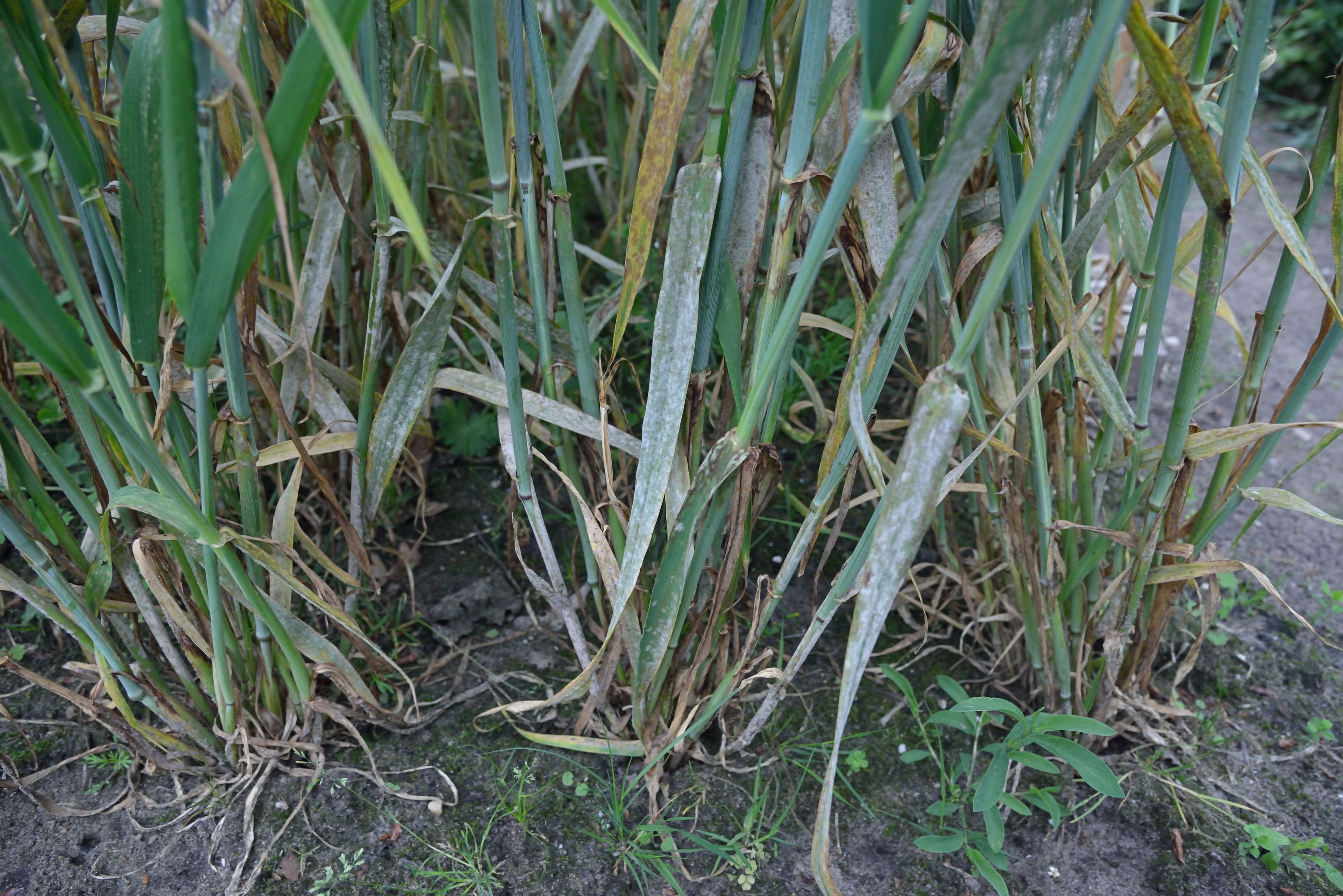 Fainare la orz de primavara: Blumeria graminis on Hordeum vulgare
