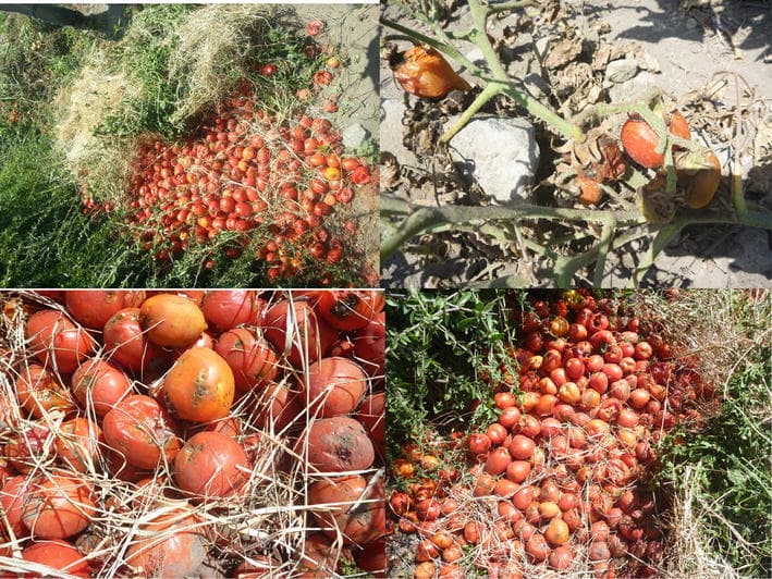 Imagine cu daune produse de Tuta absoluta la tomate pentru ghidul AgroDex despre molia tomatelor