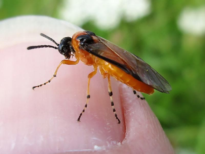 Imagine pentru Viespea rapiței: Athalia rosae (Turnip sawfly), Elst (Gld), the Netherlands - 2