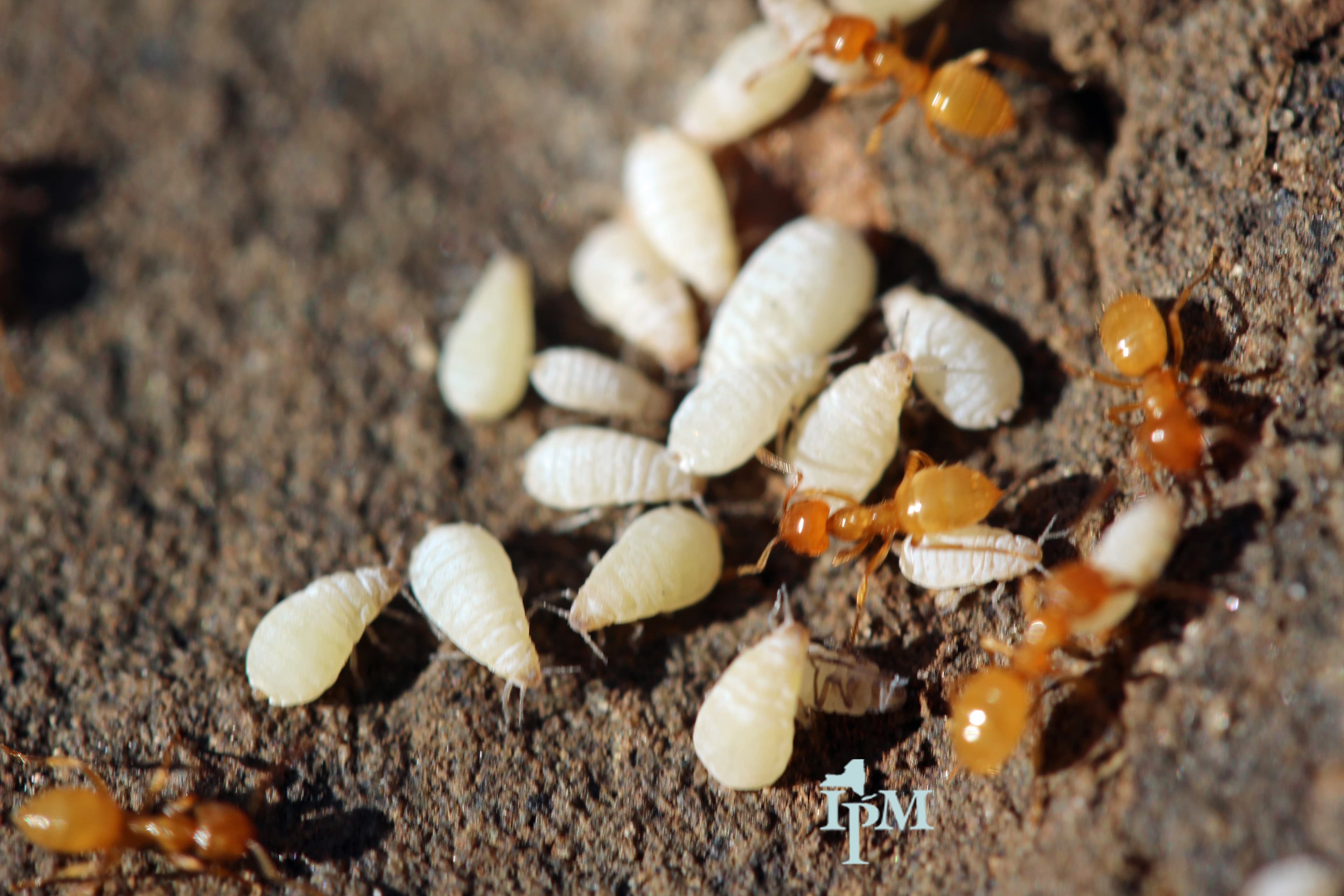 Paduchele radacinilor: root aphids at roots