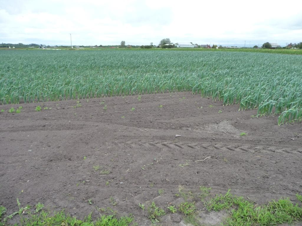 Imagine cu câmp de usturoi pentru ghidul AgroDex despre cultura usturoiului
