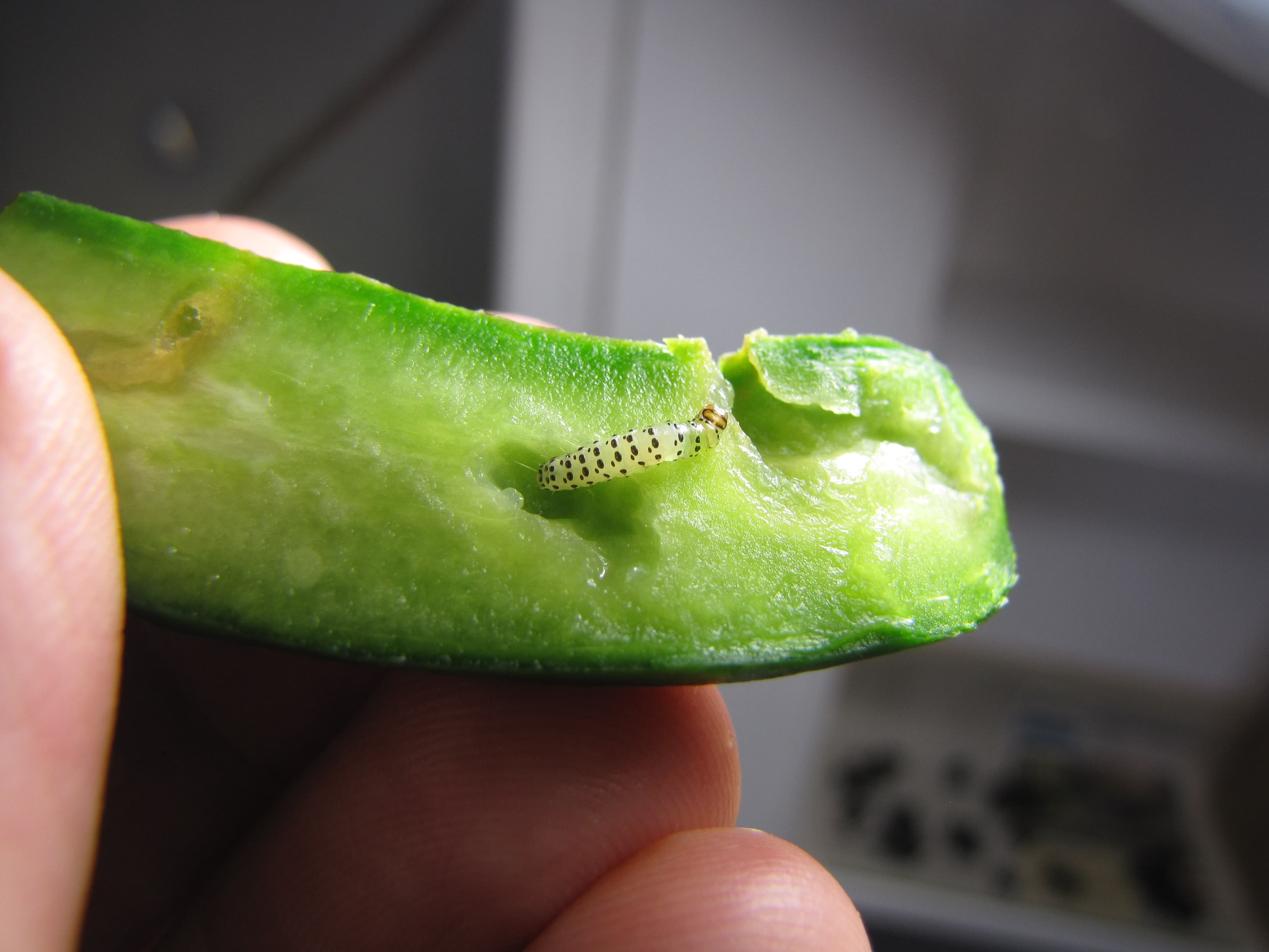 Viermele castravetilor: Diaphania nitidalis on Cucumis sativus fruit
