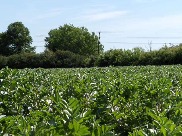 Imagine pentru Bob: Broad bean crop, Didcot - geograph.org.uk - 182388