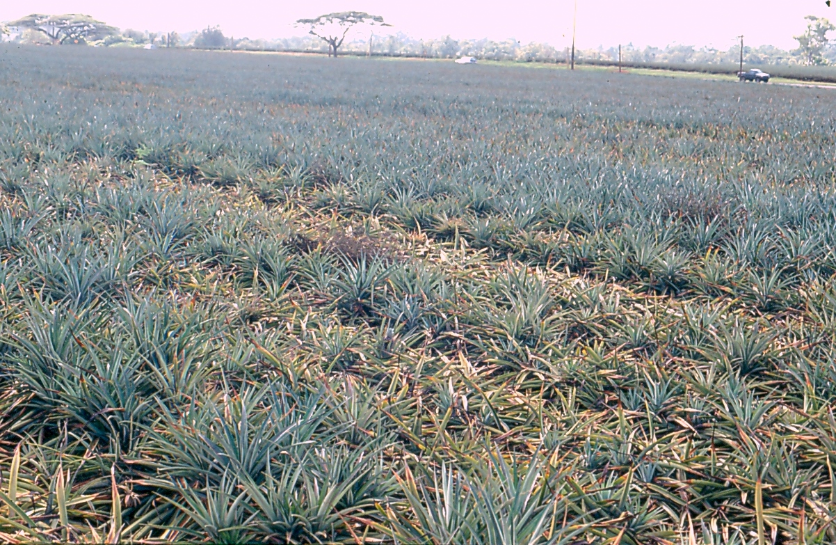Imagine pentru Putregaiul rădăcinilor: Pineapple root rot Phytophthora cinnamomi2 (5829323303)