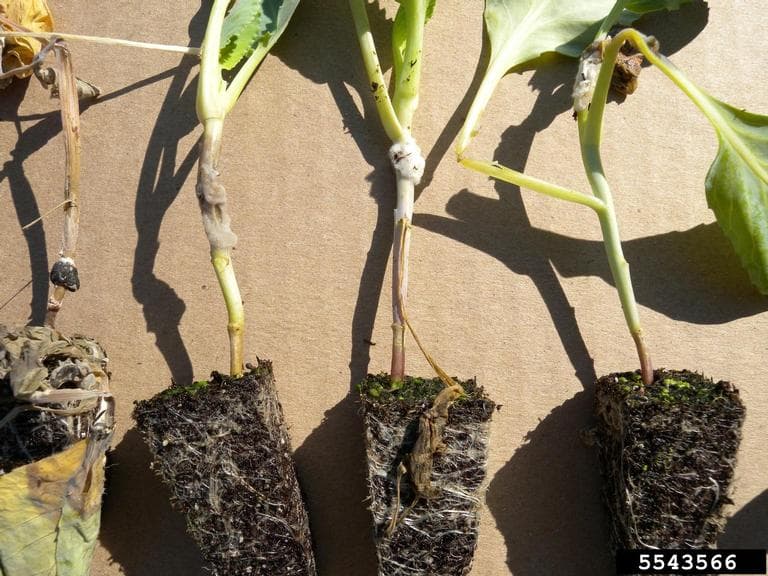 Pătarea albă a tulpinilor: Sclerotinia white mold damage visible on plant stems.