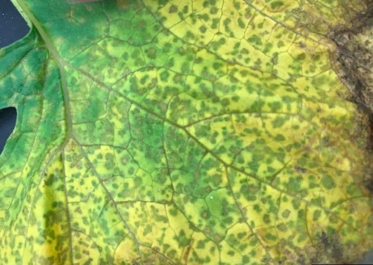 Imagine pentru Mana La Dovleac Furajer: Cucurbit downy mildew (Pseudoperonospora cubensis) 5581639