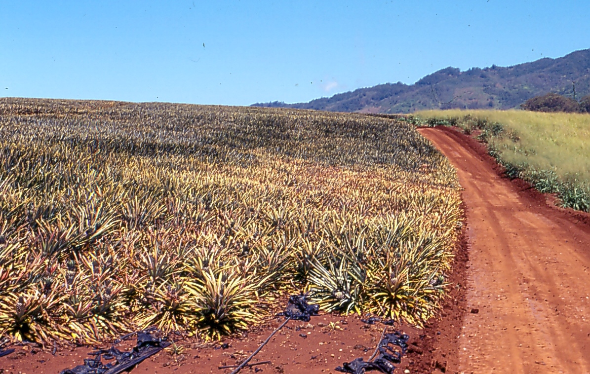 Imagine pentru Putregaiul rădăcinilor: Pineapple root rot Phytophthora cinnamomi (5829323251)