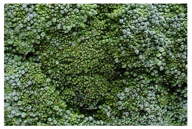 Mana broccoliului: downy mildew damage visible on broccoli head buds.