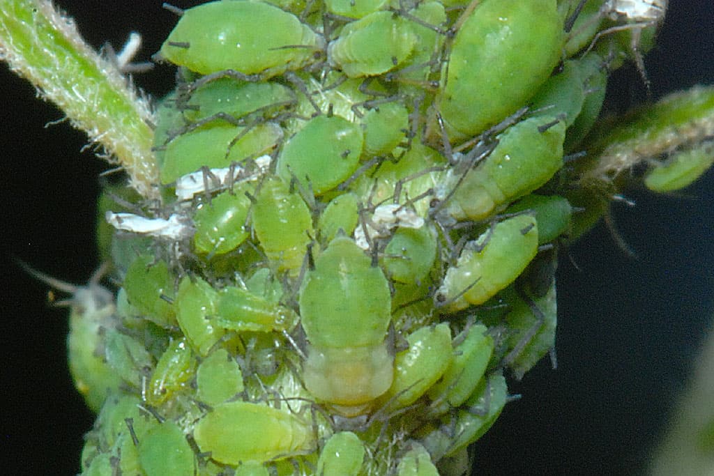 Green apple aphid colony on crab apple stem.
