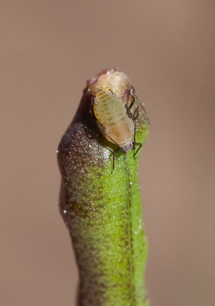 Mustard aphid close-up on a Brassicaceae plant stem.