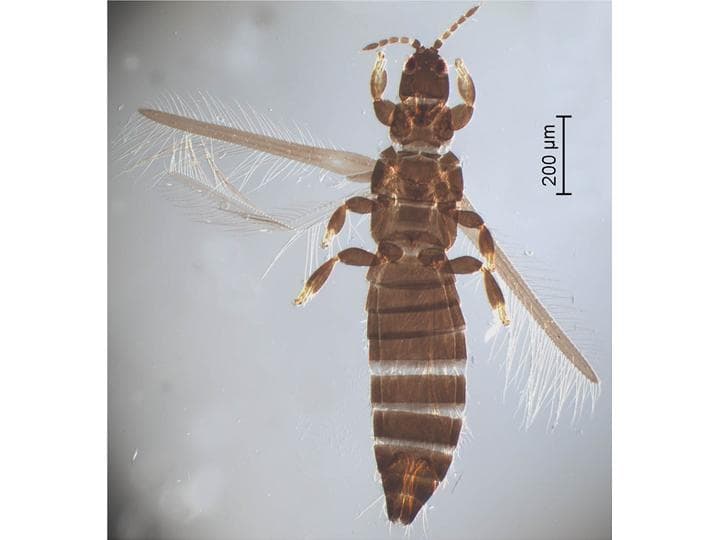 Tripsul cerealelor: Limothrips cerealium