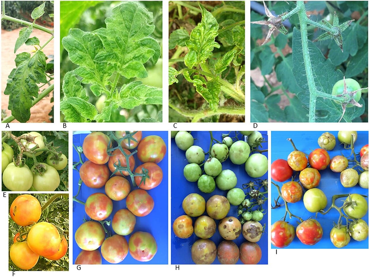 Imagine cu simptome de mozaic viral pe frunze ?i fructe de tomate pentru ghidul AgroDex despre mozaicul tomatelor