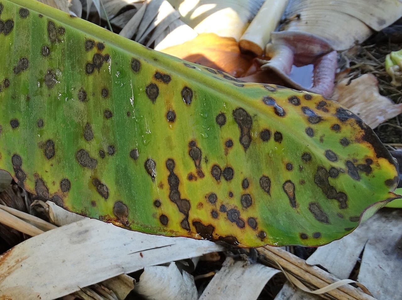 Imagine pentru Pătarea neagră: Banana- Black leaf streak (Black sigatoka) - 27276896694