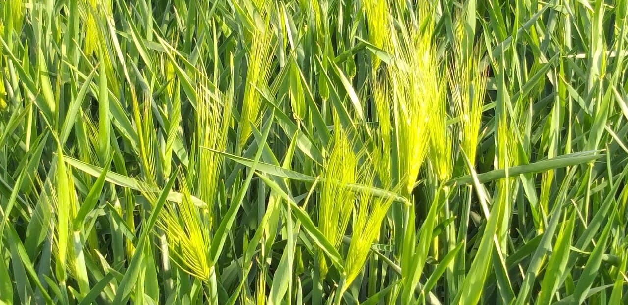 Imagine cu lan de orz pentru ghidul AgroDex despre cultura orzului