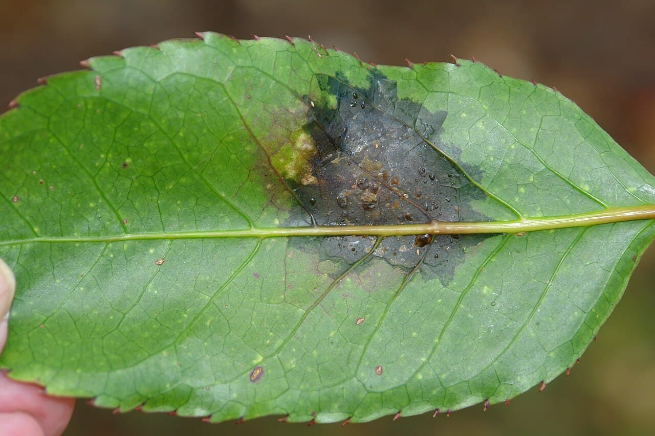 Imagine pentru Arsura bacteriană: DSC08098 bacterial leaf blight of panax (5832829761)