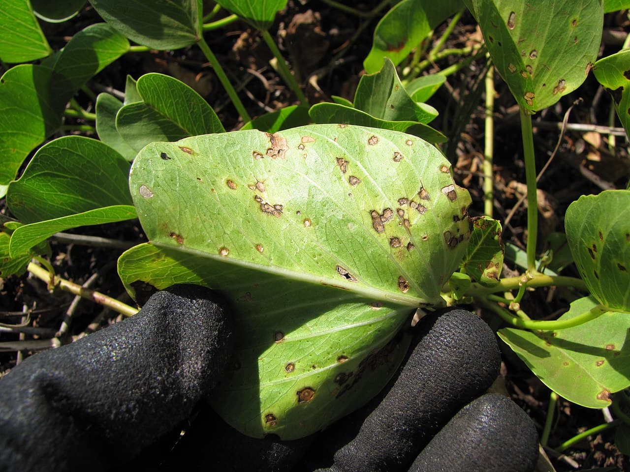Imagine pentru Pătarea frunzelor: Starr-130703-5522-Ipomoea pes caprae subsp brasiliensis-leaves with Cercospora leaf spot-Kealia Pond-Maui (24588563824)