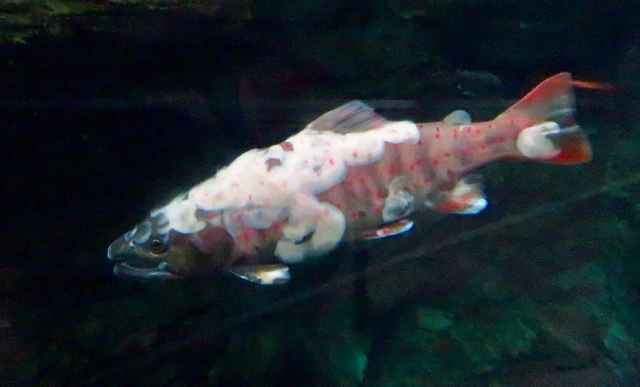 Imagine pentru Putregaiul alb: Oncorhynchus masou ishikawae covered with white mold - 1