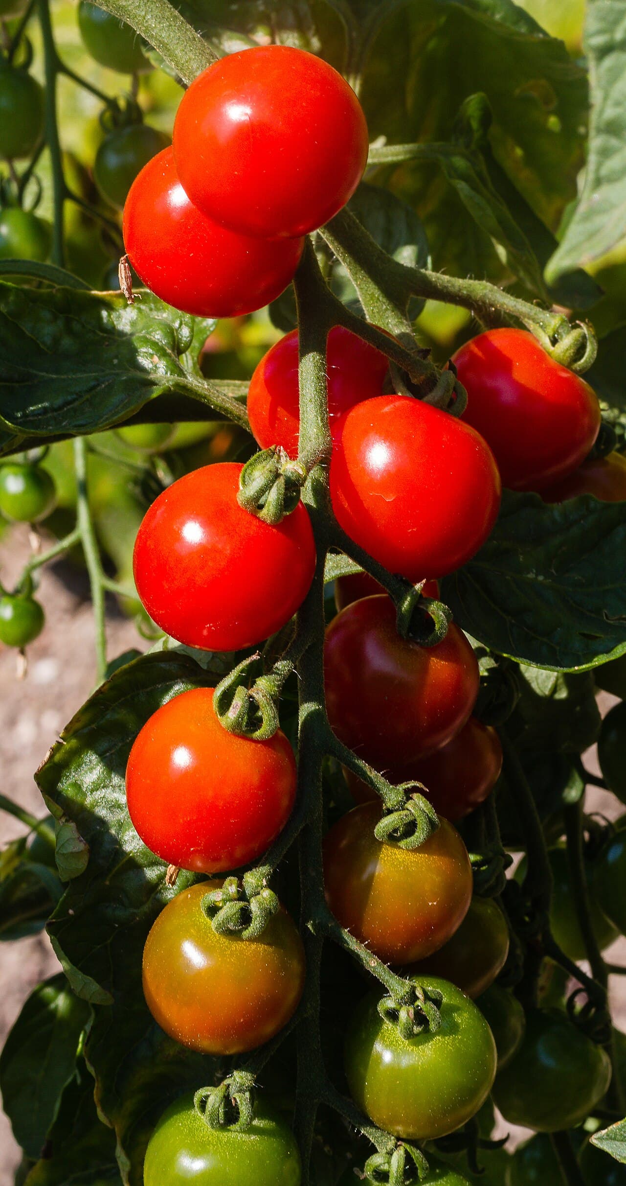 Imagine cu tomate pe plant? pentru ghidul AgroDex despre cultura tomatelor