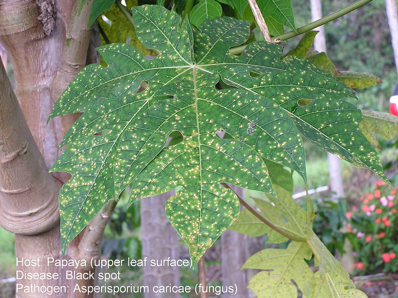 Imagine pentru Pătarea neagră: Papaya black spot 2