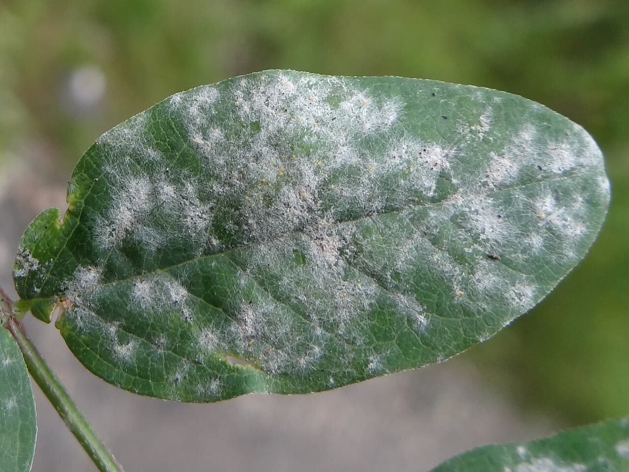 Fainare la lucerna: Erysiphe pisi on Fabaceae leaves