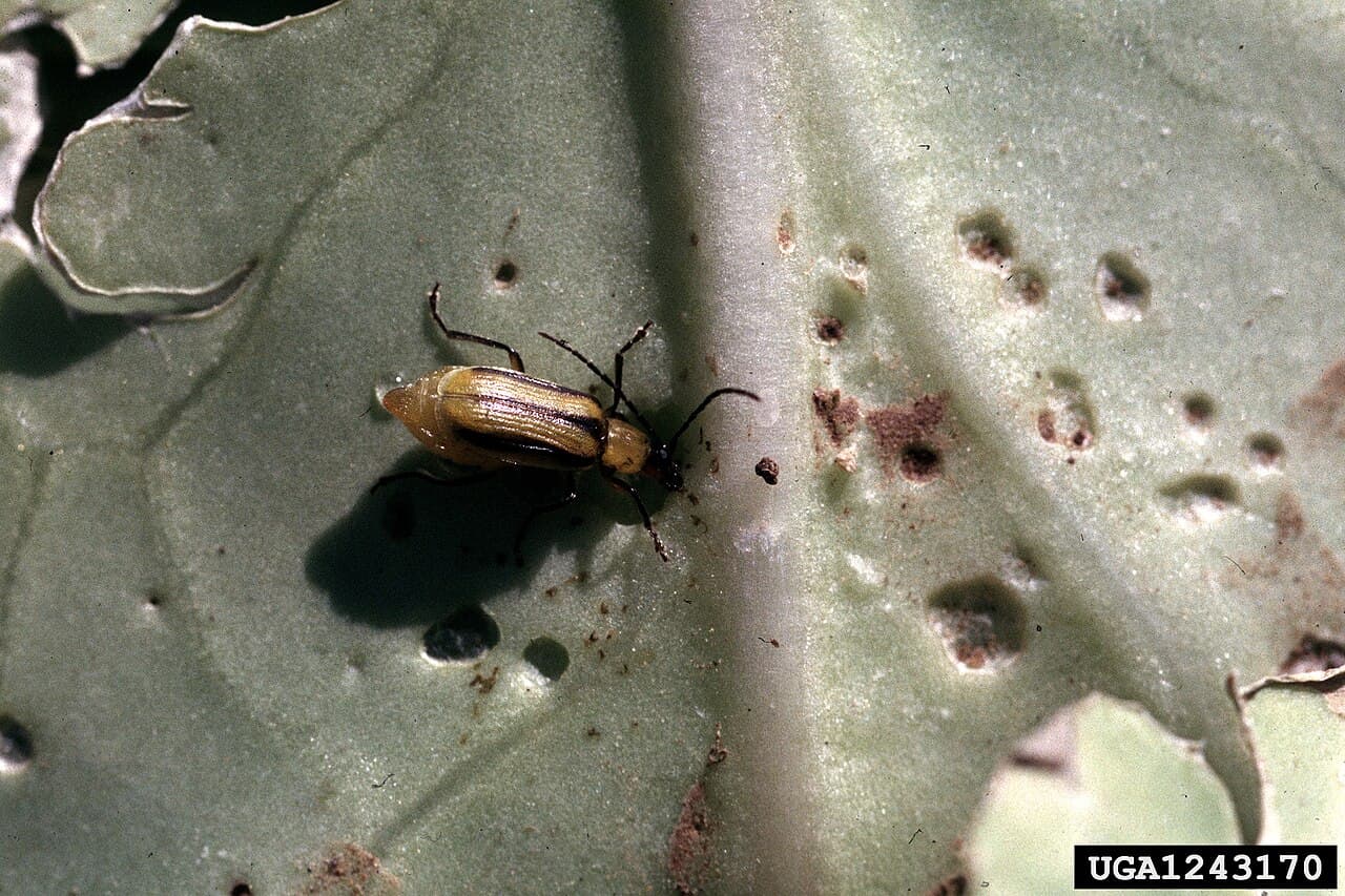 Imagine pentru Viermele vestic al rădăcinilor porumbului: Diabrotica virgifera virgifera on cabbage